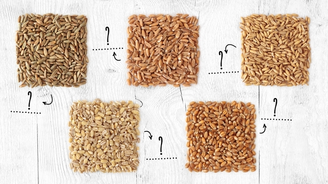 Quelle est la céréale la plus cultivée au monde?